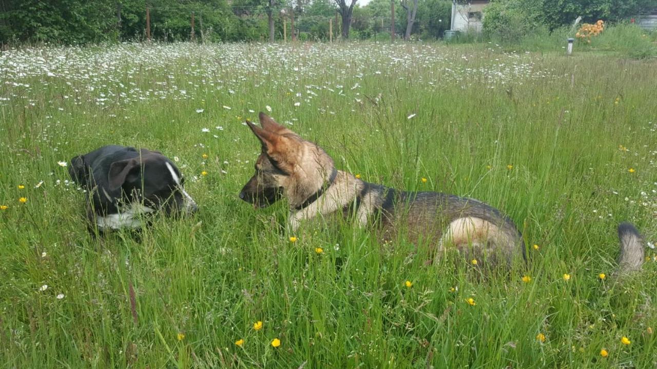 Ferienhof-Rietschen-Neuliebel Eksteriør bilde